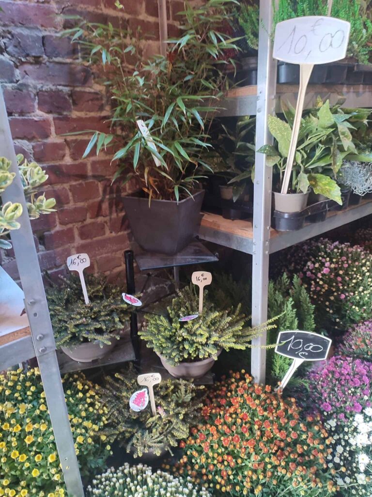 Plantes d’intérieur en boutique, La Roseraie Bapaume